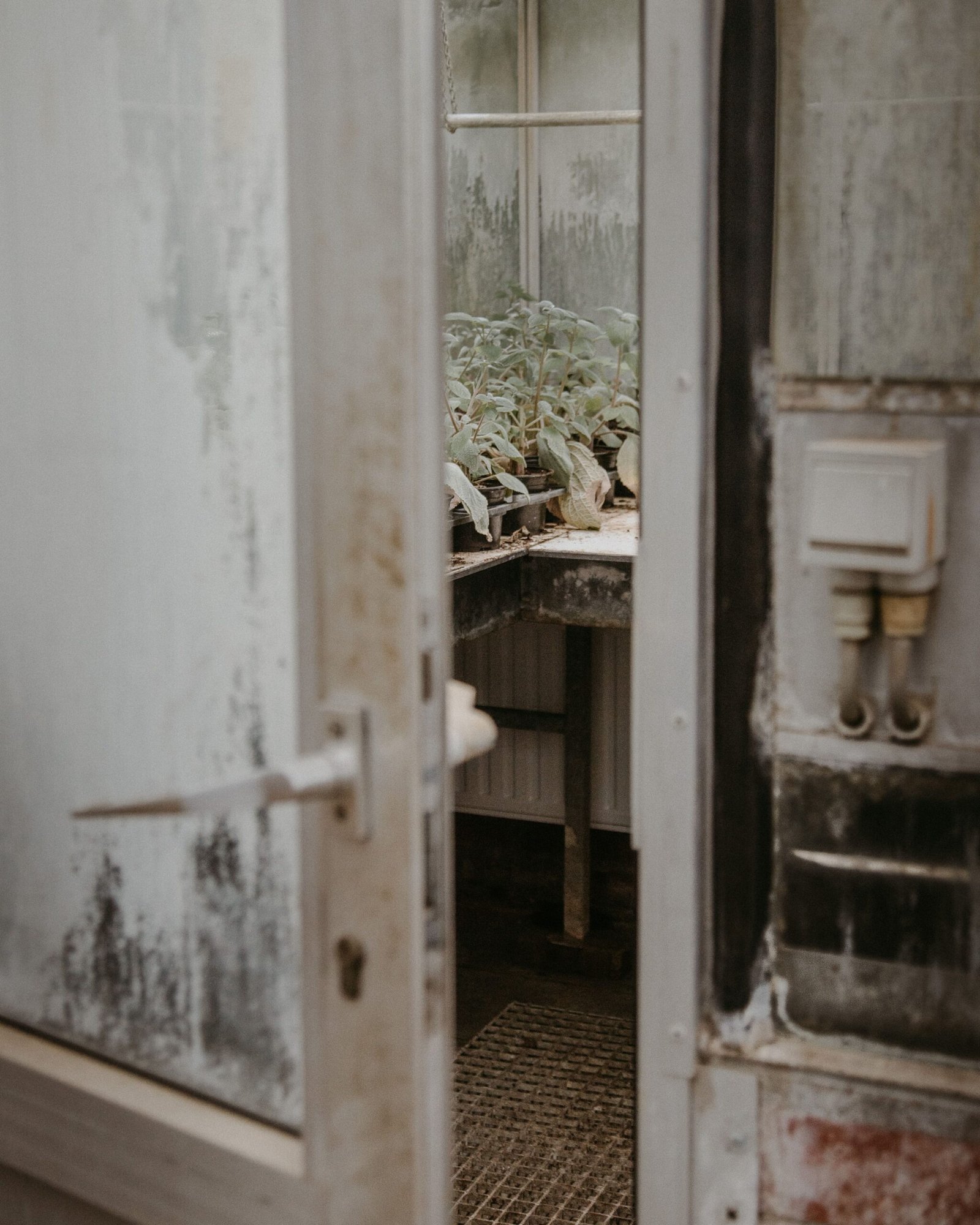 Mould removal UK by ExtractAssure: black mould removal, mould cleaning and mould remediation for damp and mould
