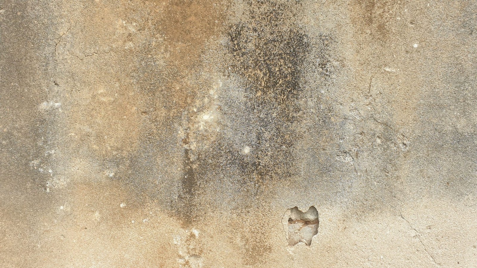 Black mould removal and mould cleaning by ExtractAssure for damp and mould, mould remediation UK